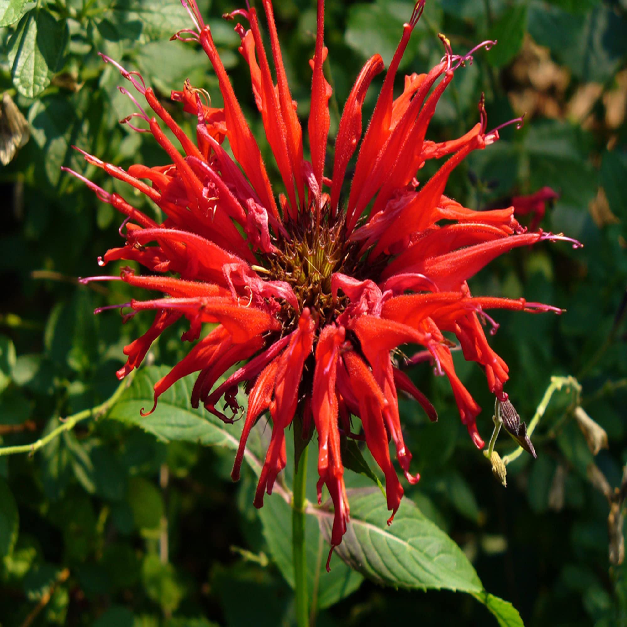 Bee (balm flower Monarda didyma scarlet red) for planting in garden